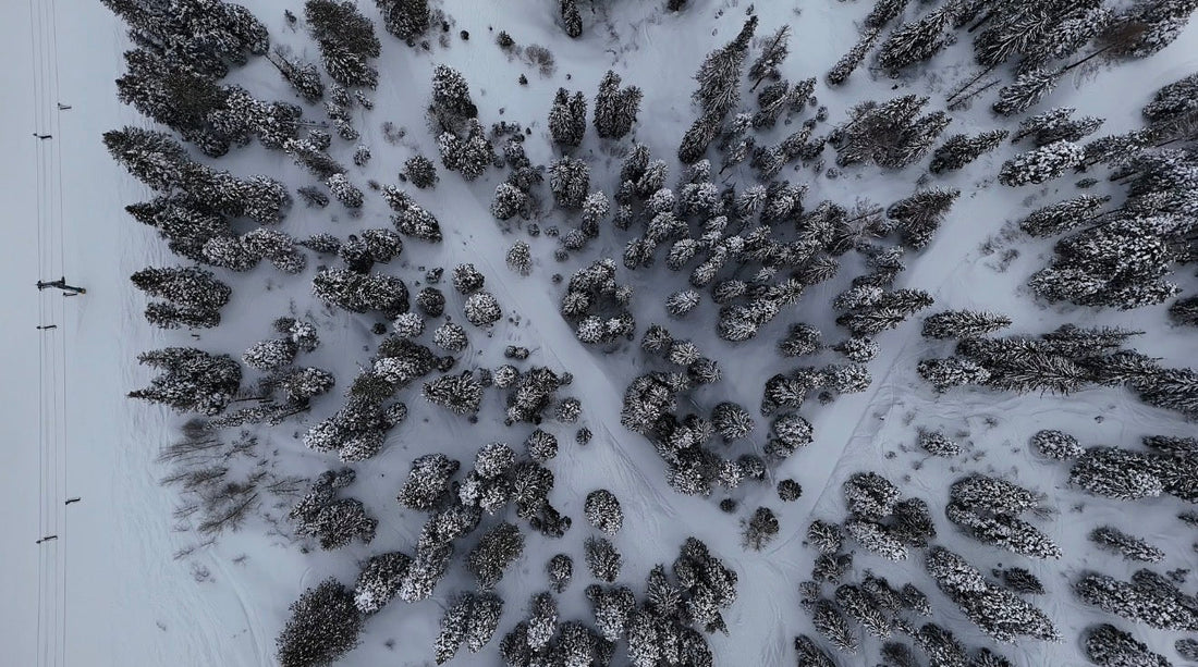 Snow covered trees with people skiing carrying Wolf Packs First Aid packs. 