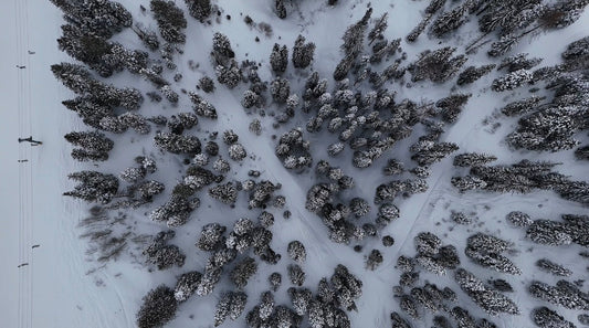 Snow covered trees with people skiing carrying Wolf Packs First Aid packs. 