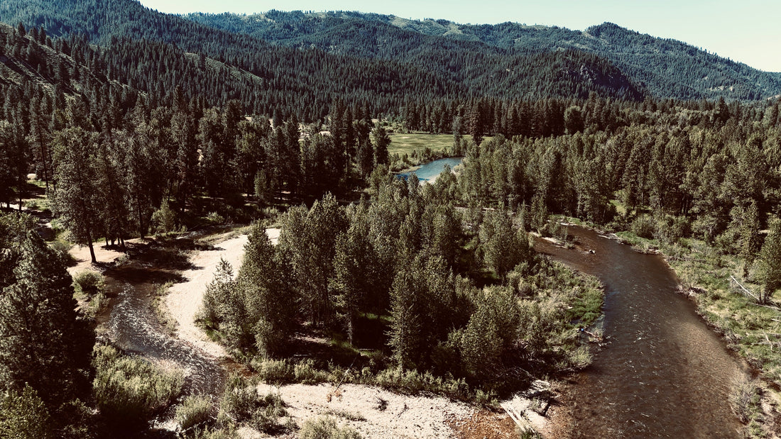 Forest landscape with a river and trees