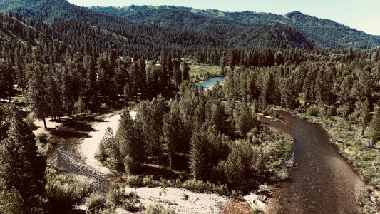 Forest landscape with a river and trees